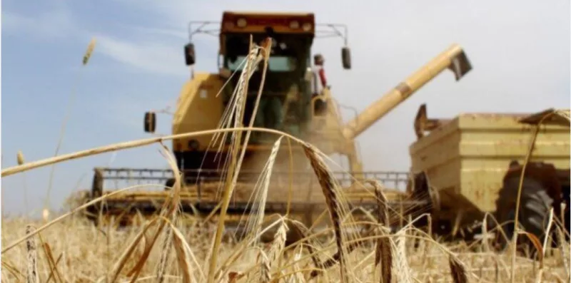 Morocco Forecasts Higher Grain Output as Rainfall and Dam Levels Improve
