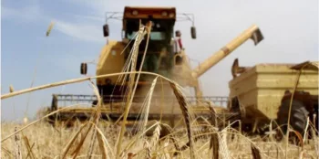 Morocco Forecasts Higher Grain Output as Rainfall and Dam Levels Improve