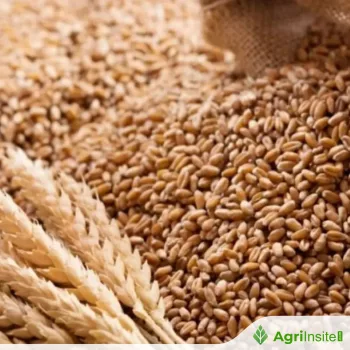 Wheat Leads Tunisia Tender With Bids Starting at $255.77 a Ton