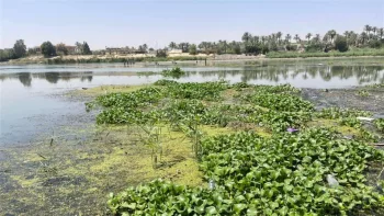 زهرة النيل تهدد مياه ذي قار وسط سباق مع الزمن لمواجهة الجفاف